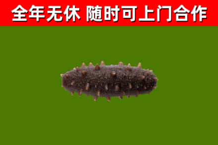 清远烟酒回收干海参.jpg